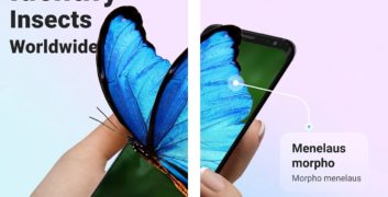 Picture Insect Bug Identifier