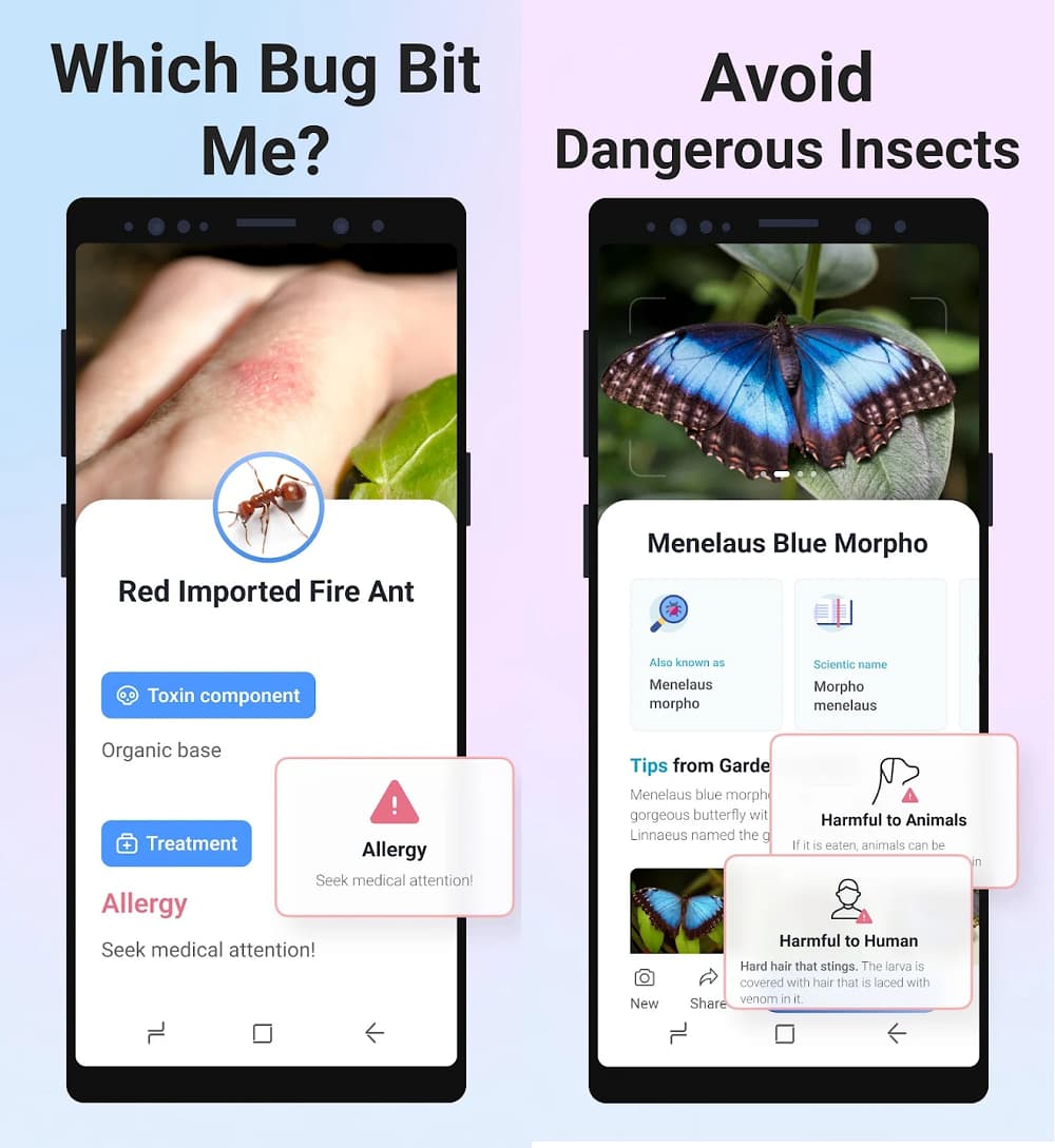 Picture Insect Bug Identifier MOD