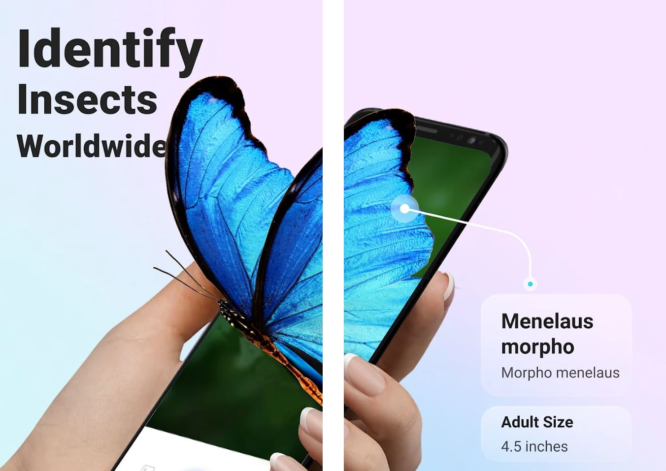 Tải Picture Insect: Bug Identifier MOD (Vô hạn tiền) + APK 2.8.24